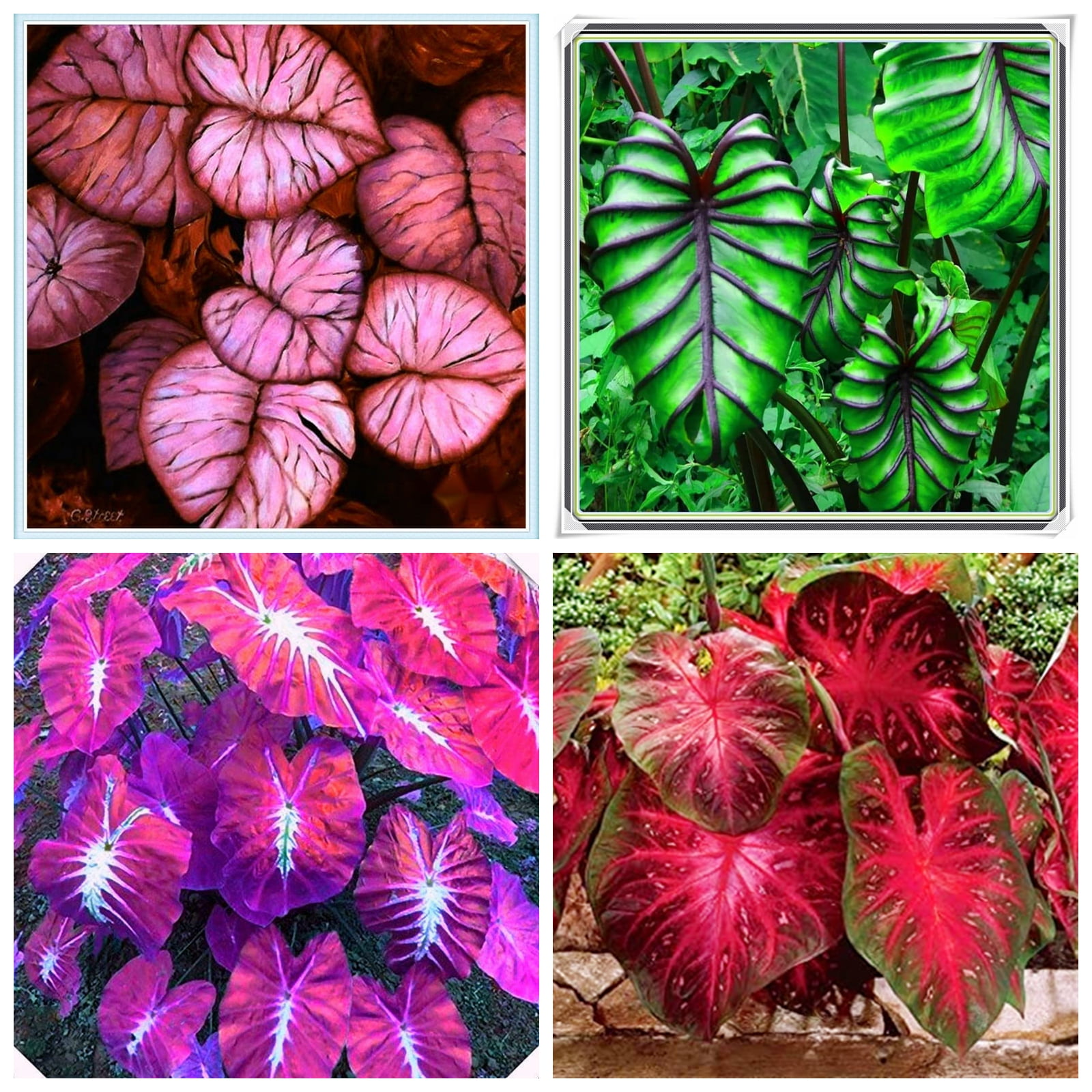 Elephant Ear Bulb, Elephant Ear, Fresh And Pleasant Floral Fragrance