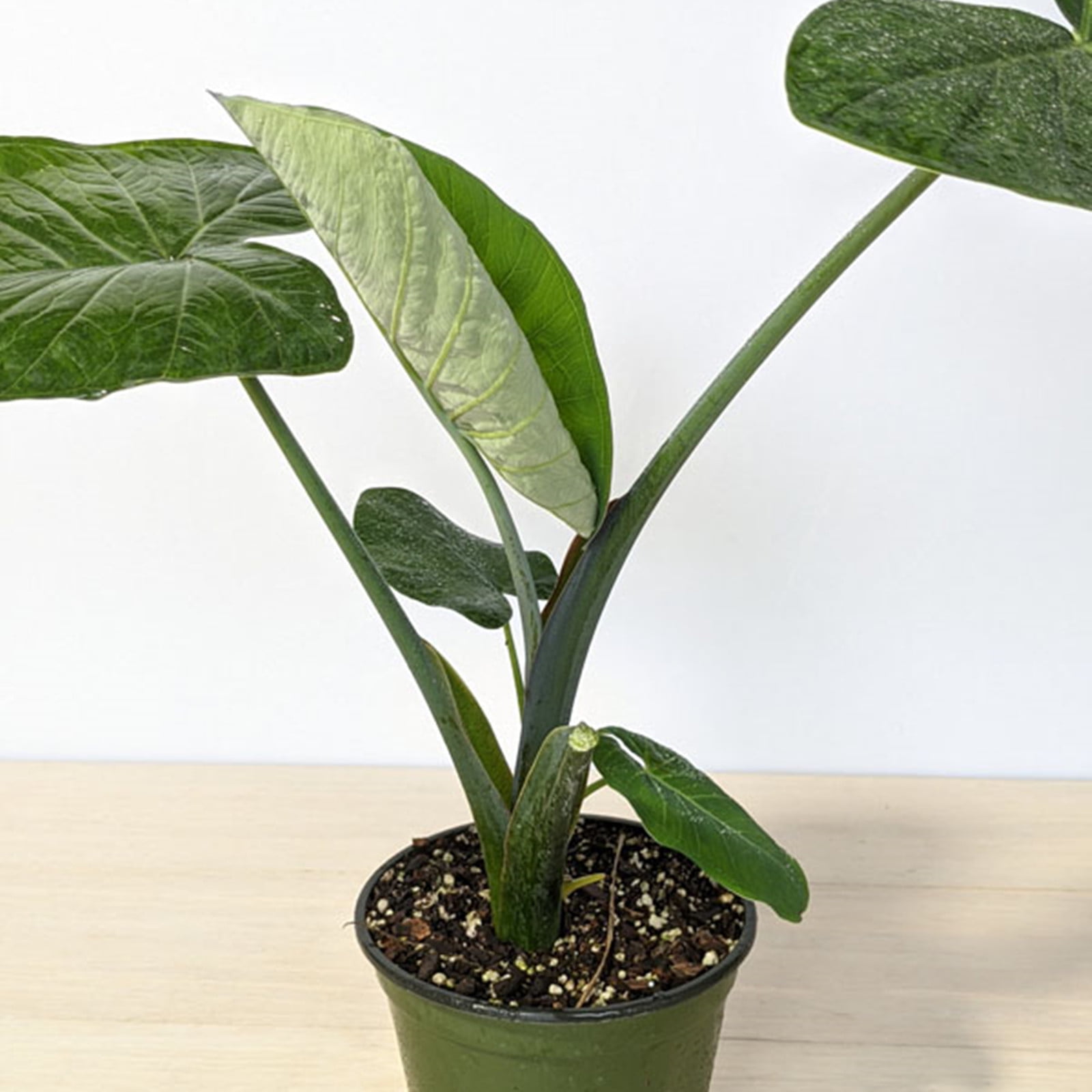 Elephant Ear Bulb, Elephant Ear, Large Plant, Perennial Evergreen Herb
