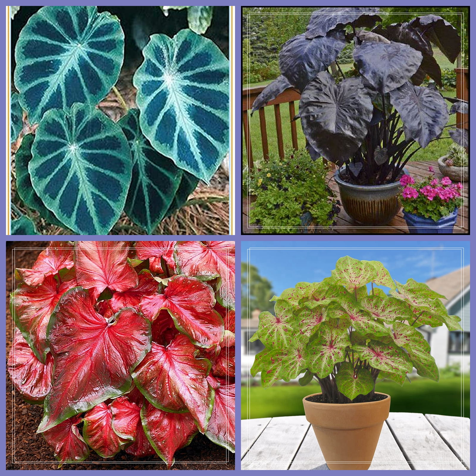 Elephant Ear Bulb, Elephant Ear, Large Plant, Perennial Evergreen Herb