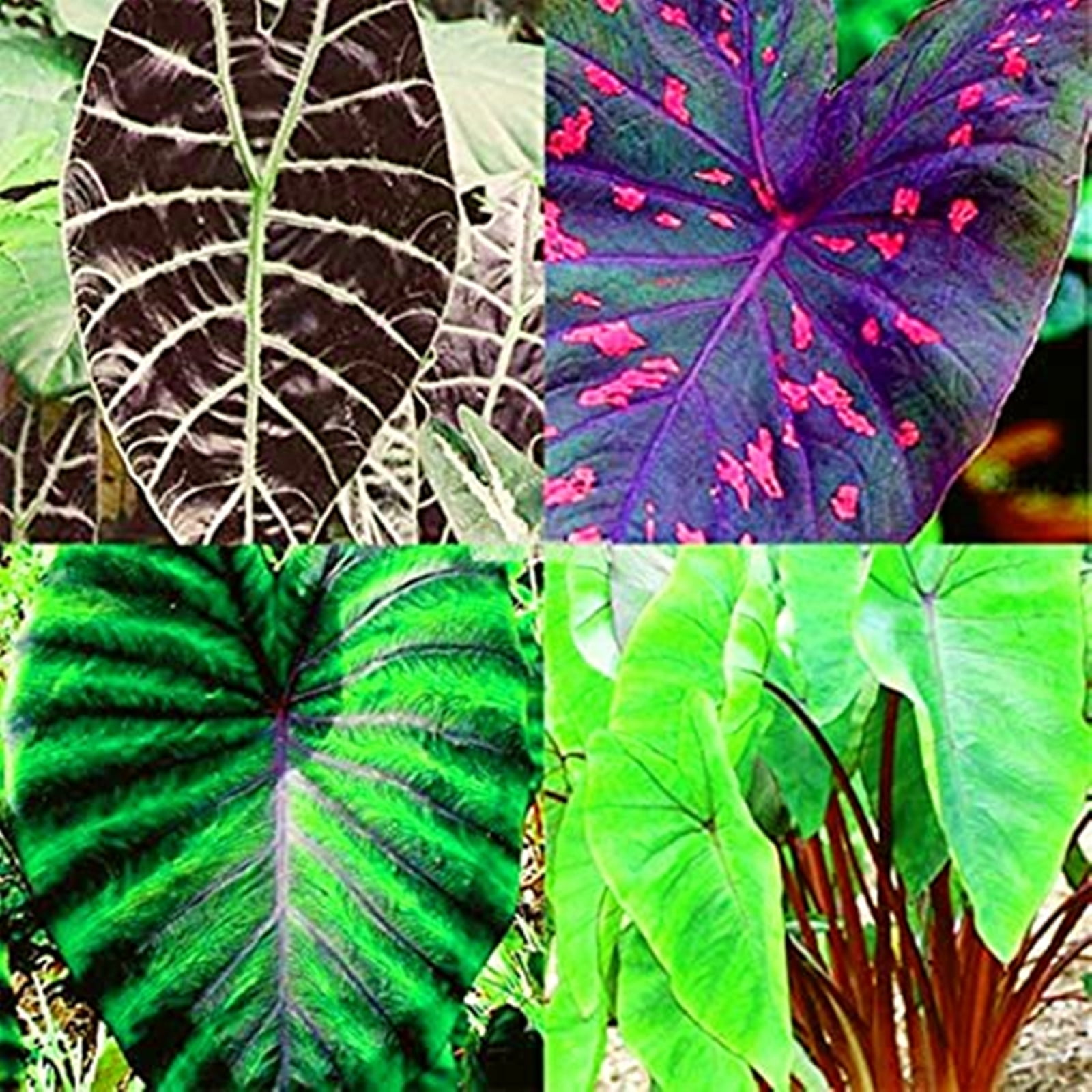 Elephant Ear Bulb, Elephant Ear, Large Plant, Perennial Evergreen Herb
