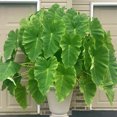 Elephant Ear Bulb,Elephant Ear Plant Live ,Large Plant Perennial
