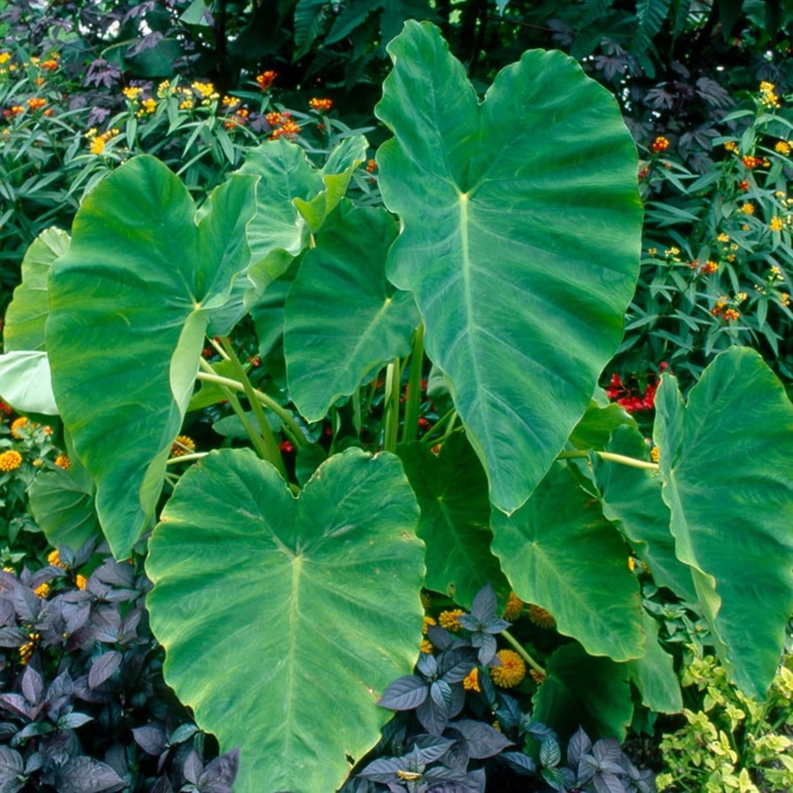 Elephant Ear Bulb,Elephant Ear Plant Live ,Taro,Elephant Ear Plant