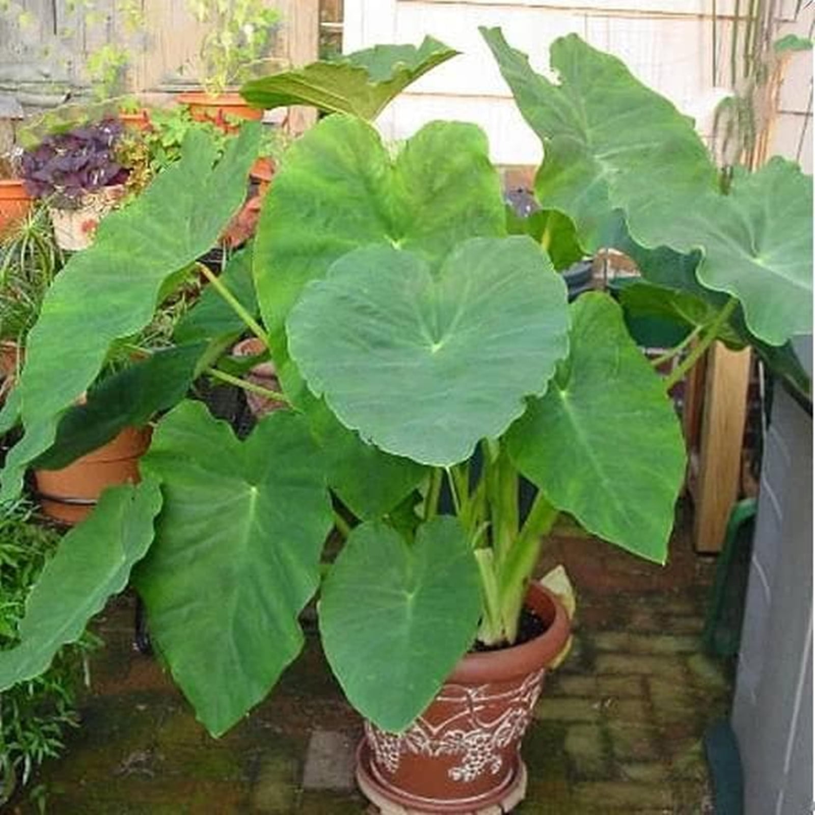 Elephant Ear Bulb,Elephant Ear Plant Live ,Taro,Elephant Ear Plant