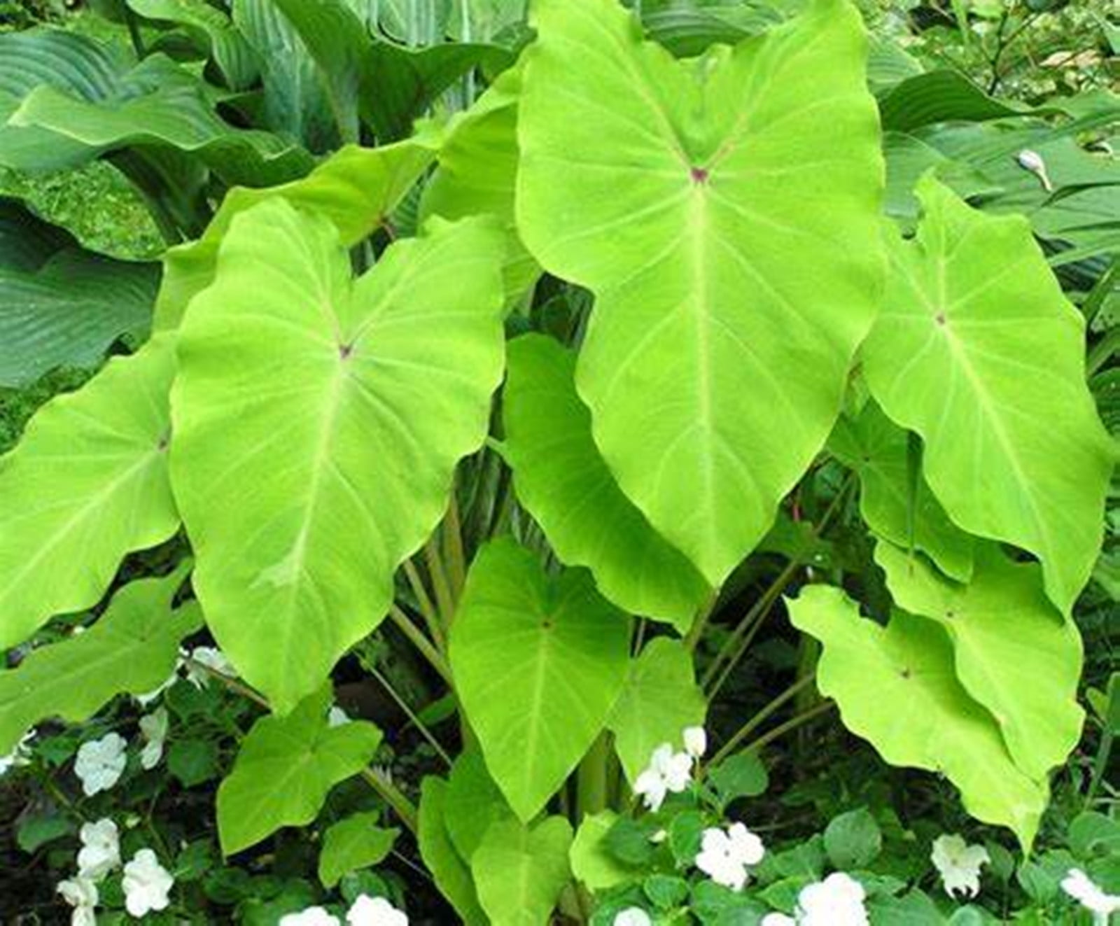 Elephant Ear Bulb,Elephant Ear Plant Live ,Taro,Elephant Ear Plant