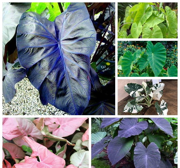 Elephant Ear Bulb, Four Seasons,Elephant Ear, Large Plant, Perennial