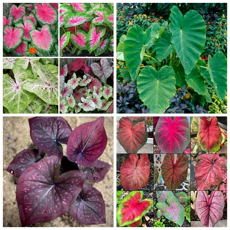 Elephant Ear Bulb, Four Seasons,Elephant Ear, Large Plant, Perennial