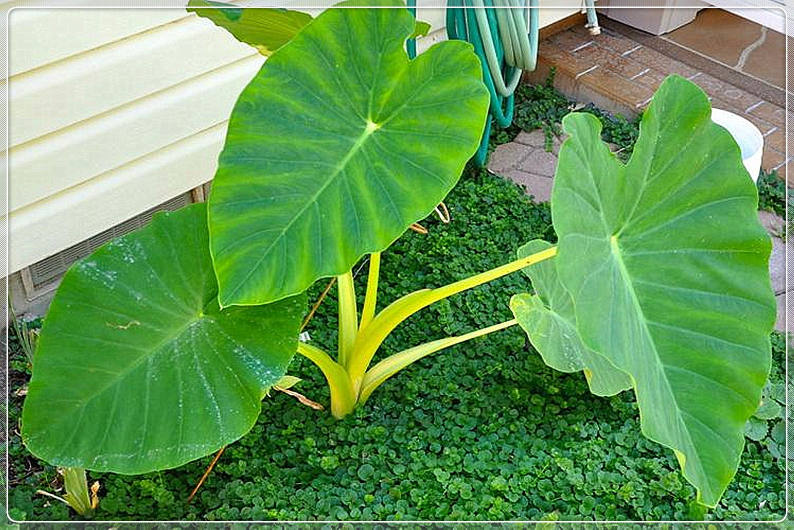 Elephant Ear Bulb, Four Seasons, Large Plant,Perennial Evergreen Herb