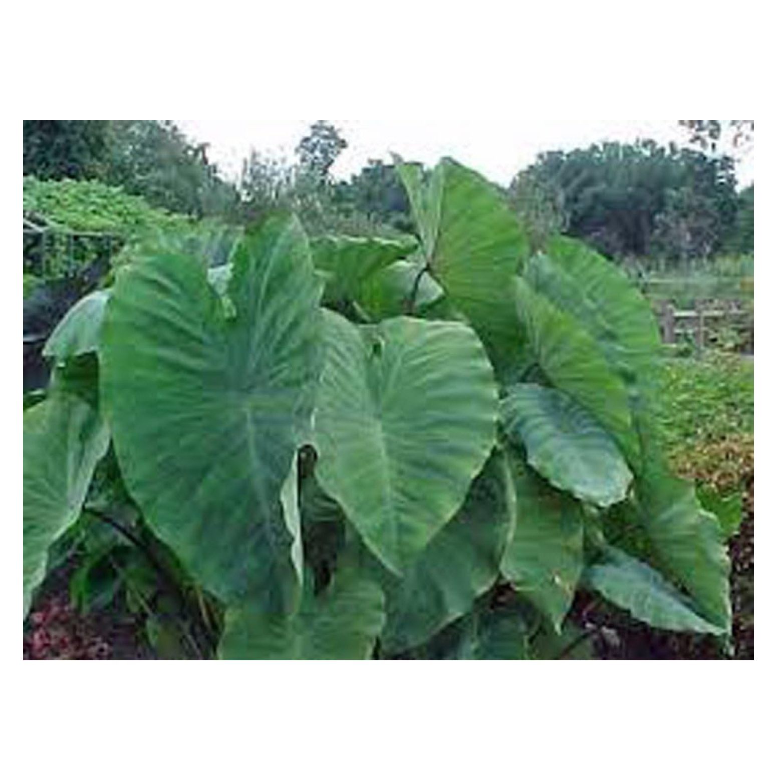 Elephant Ear, Bulb (ONE), Giant Elephant Ear,COLOCASIA, ONE Bulb, Easy