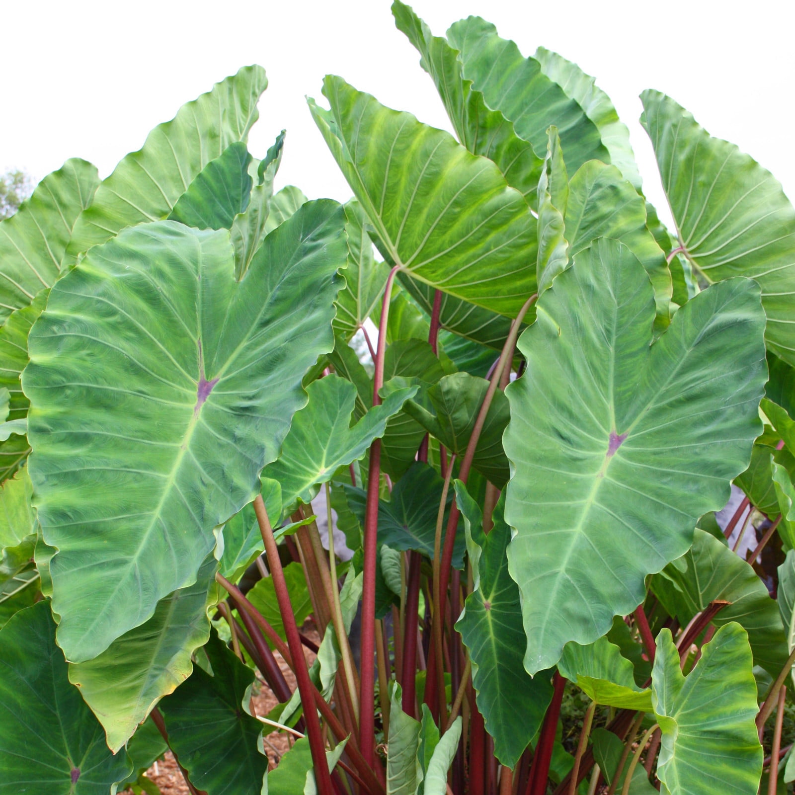 Elephant Ear Bulbs, Bulbs Giant, Long Growth Cycle, Elephant Ear Plant