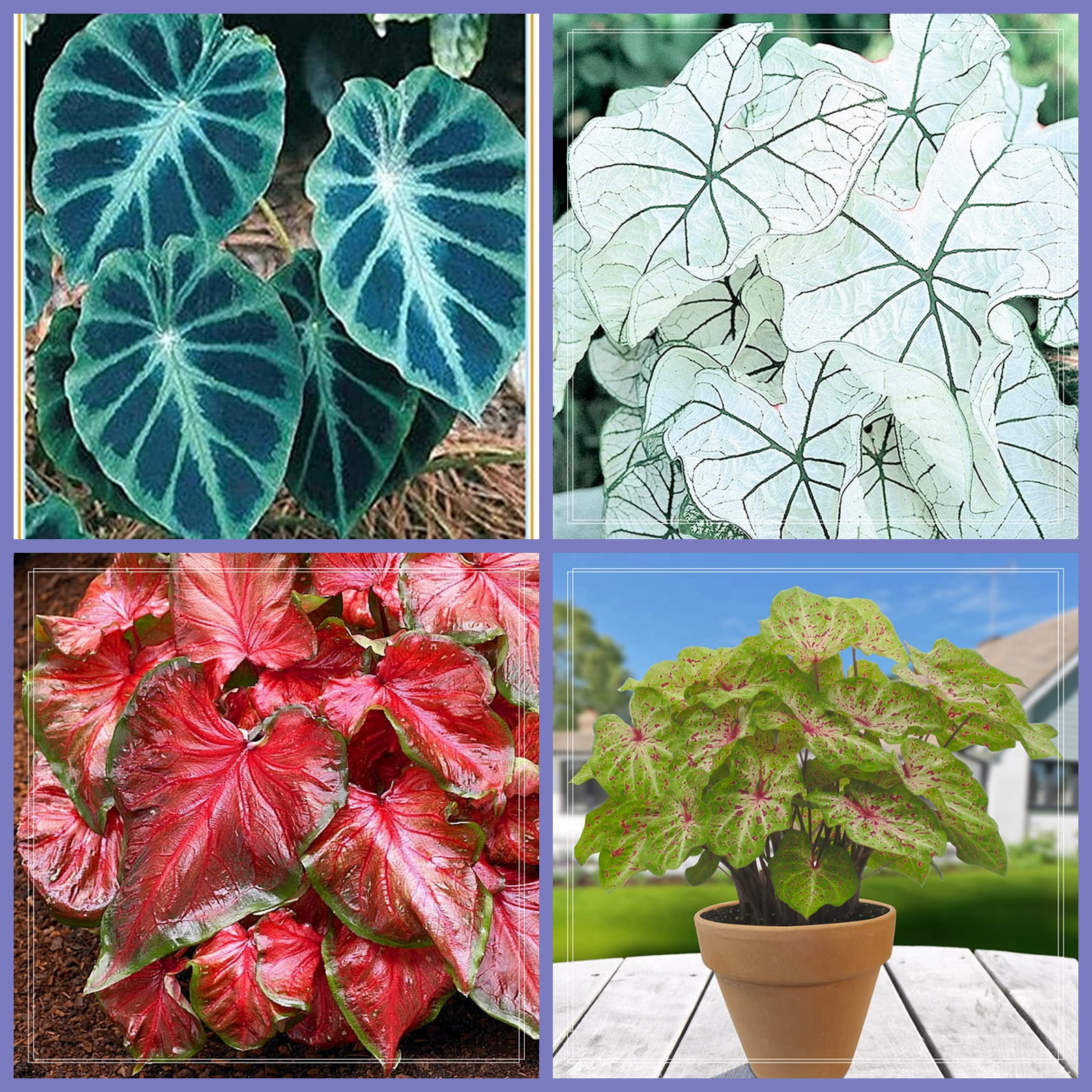 Elephant Ear Bulbs, Bulbs Giant, Long Growth Cycle, Elephant Ear Plant