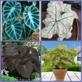 Elephant Ear Bulbs, Bulbs Giant, Long Growth Cycle, Elephant Ear Plant