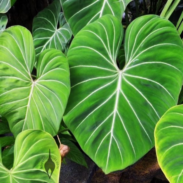 Elephant Ear Bulbs Elephant Ears Can Be Used As Indoor Plants Elephant