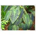 Elephant Ear Bulbs, Four Seasons, Elephant Ear Plant，Hydroponic