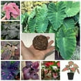 Elephant Ear Bulbs, Four Seasons, Elephant Ear Plant，Hydroponic