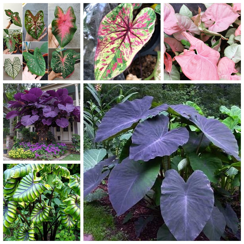 Elephant Ear Bulbs, Four Seasons, Elephant Ear Plant，Hydroponic