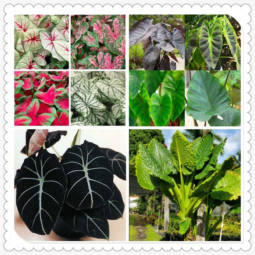 Elephant Ear Bulbs, Four Seasons, Elephant Ear Plant，Hydroponic