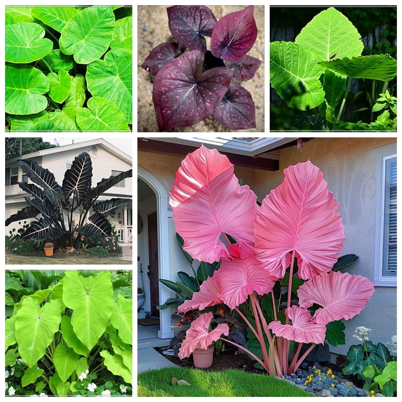 Elephant Ear Bulbs, Four Seasons, Elephant Ear Plant，Hydroponic