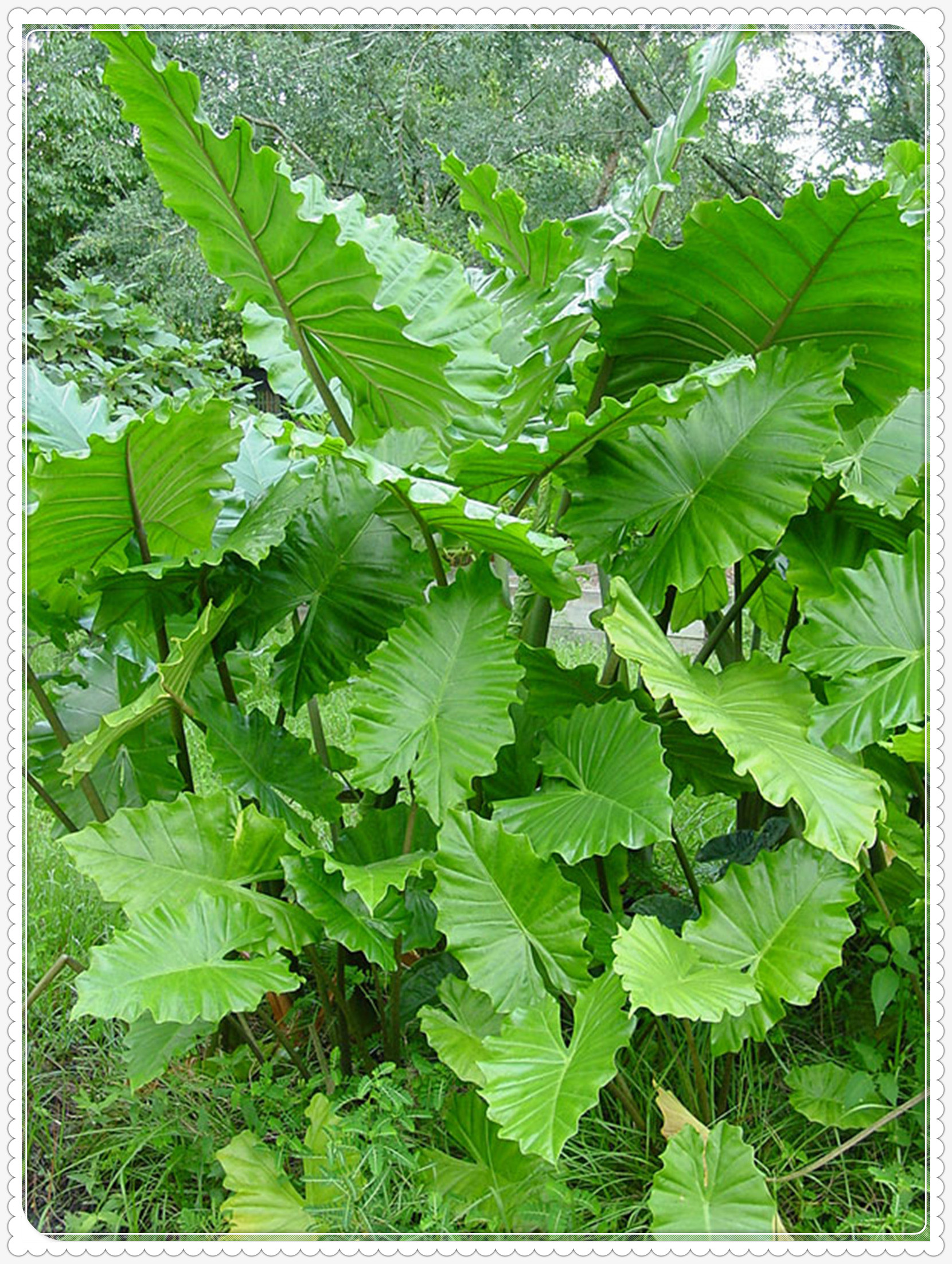 Elephant Ear Bulbs, Four Seasons, Hydroponic Perennials, Alocasia Bulbs