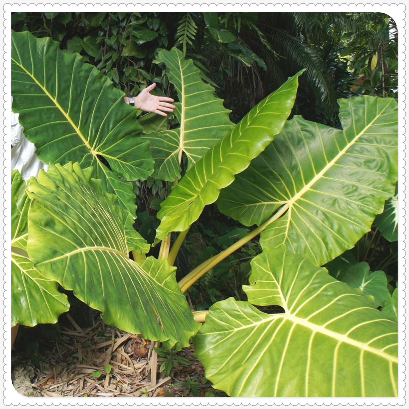 Elephant Ear Bulbs, Four Seasons, Hydroponic Perennials, Alocasia Bulbs