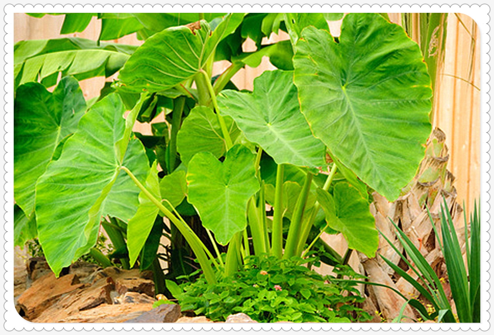 Elephant Ear Bulbs, Four Seasons, Hydroponic Perennials, Alocasia Bulbs