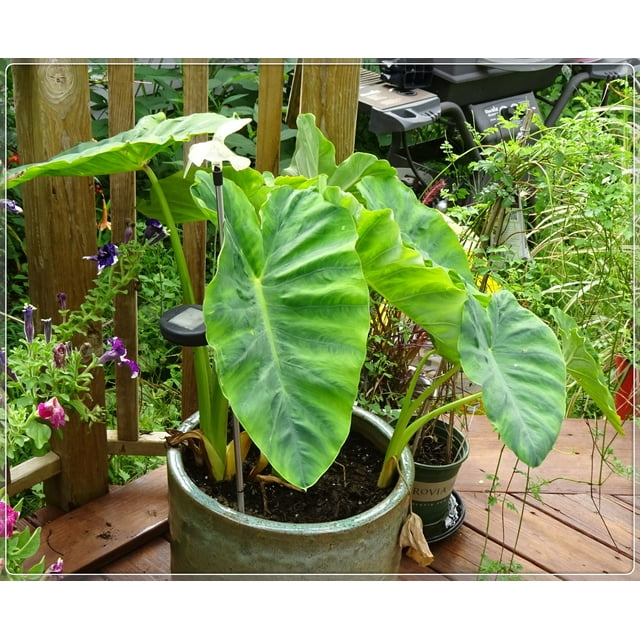Elephant Ear Bulbs, Giant Elephant Ear, Decorative GardenTaro,Seasonal