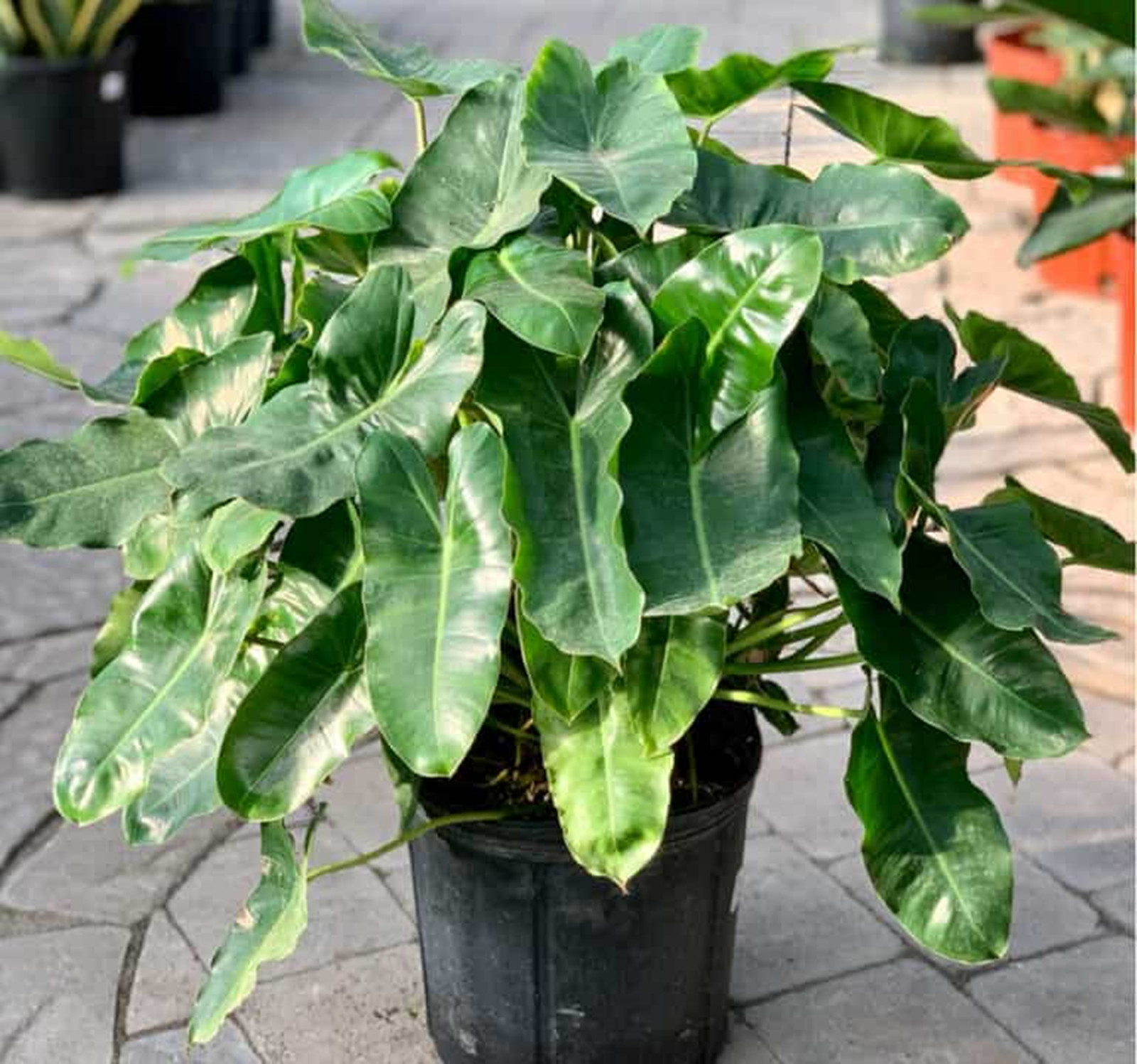 Elephant Ear Bulbs, Giant Elephant Ear, Seasonal Plants, Patio