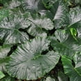 Elephant Ear Bulbs Elephant Ear Thrives In Hot And Humid Environments