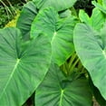 thumbnail image 1 of Elephant Ear Caladium Bulbs Tubers Alocasia Tubers Bulk Flower Plant Planted Lovely Perennial Can Grow Well in Flower Pots Gifts, 1 of 2