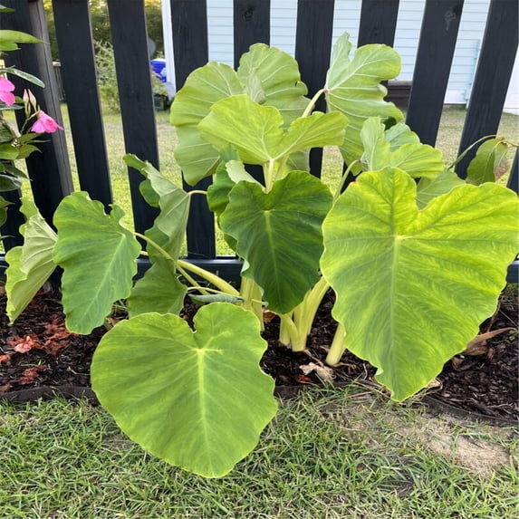 Elephant Ear Caladium Bulbs Tubers Alocasia Tubers Bulk Flower Plant Planted Lovely Perennial Can Grow Well in Flower Pots Gifts