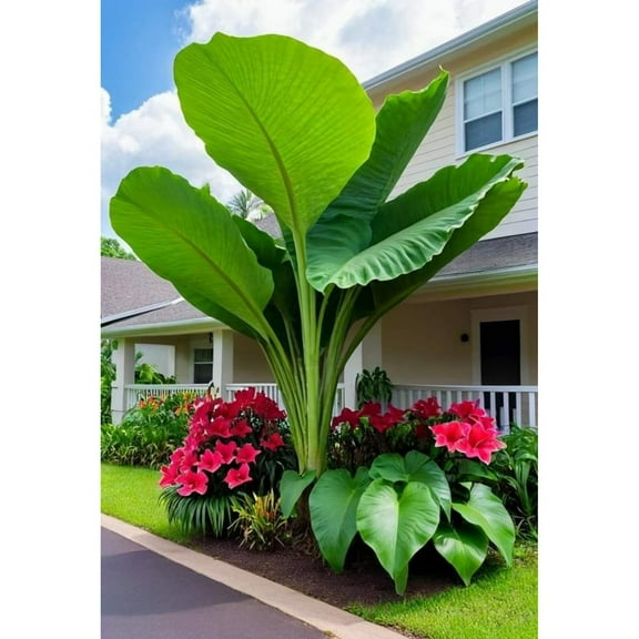 Elephant Ear For Sale- Grow Simple -Iridescent-Elephant Ear Potting Mix- Surprise Pots to Grow-Professional Indoor Or Outdoor-Gardening-