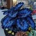 thumbnail image 1 of Elephant Ear For Sale- Grow Simple -Professional Indoor Or Outdoor-Gardening-Iridescent-Elephant Ear Potting Mix- Surprise Pots to Grow-, 1 of 4