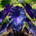 Elephant Ear, Low Maintenance,Easy Grow - for Beds Borders, Plant Pots ...