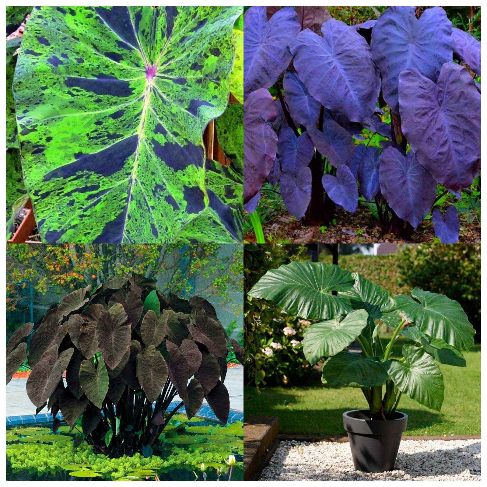 Elephant Ear Plant Bulbs For Sale,Giant Elephant Ear Bulbs,Horticulture