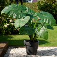 Elephant Ear Plant Bulbs For Sale,Giant Elephant Ear Bulbs,Horticulture