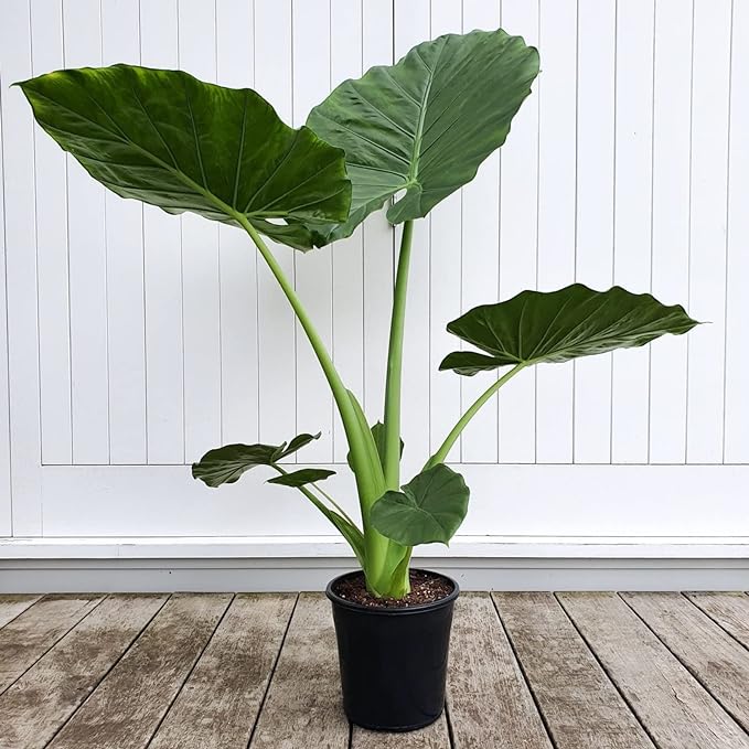 Elephant Ear Plant Bulbs For Sale,Giant Elephant Ear Bulbs,Horticulture