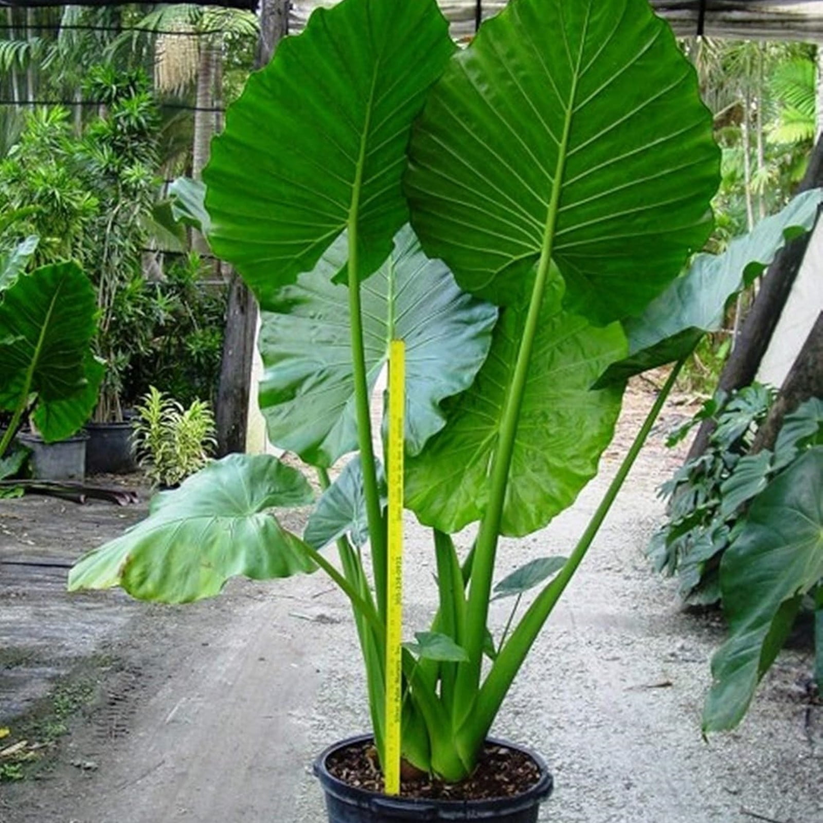 Elephant Ear Plant Bulbs For Sale,Horticulture,Giant Elephant Ear Bulbs