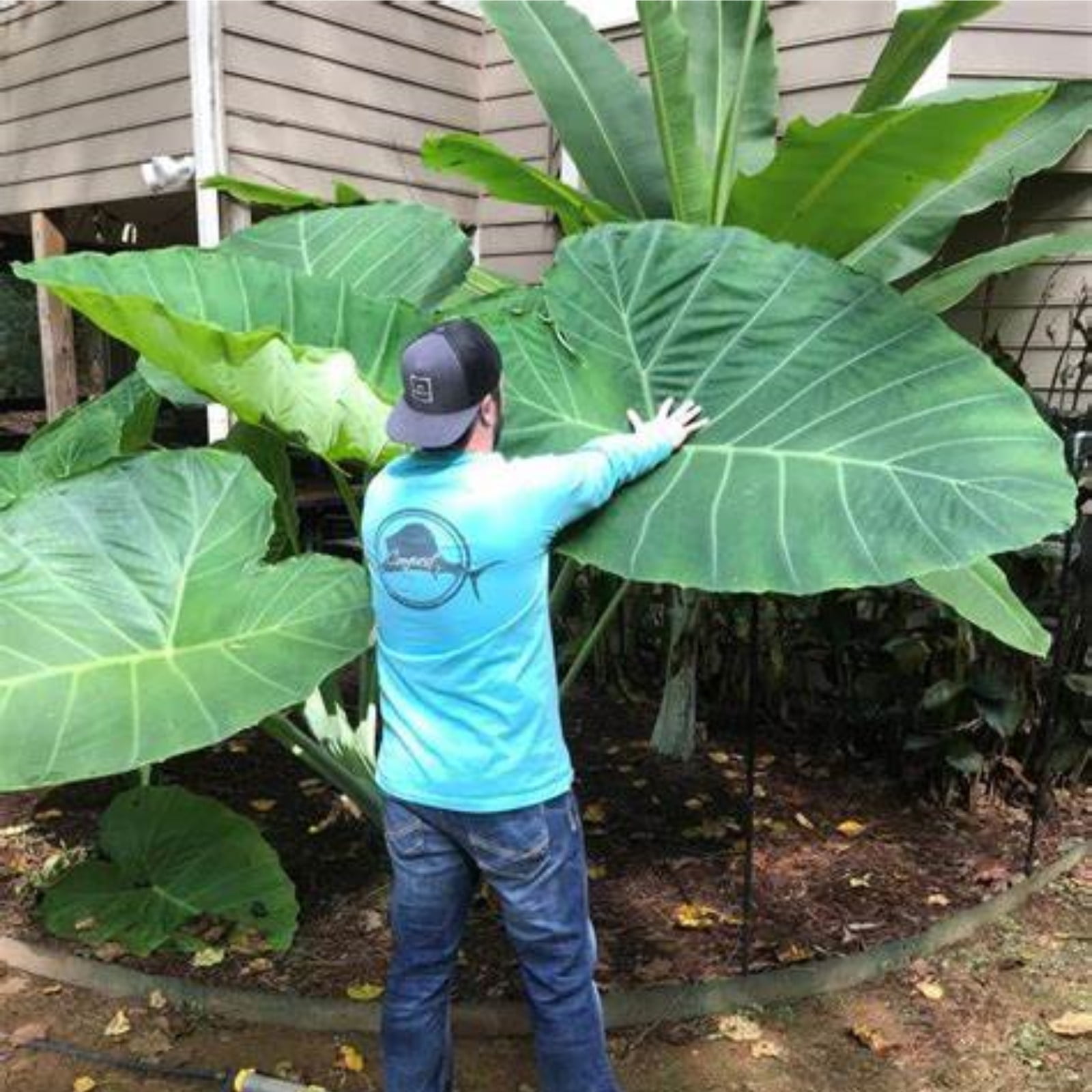 Elephant Ear Plant Bulbs For Sale,Horticulture,Giant Elephant Ear Bulbs