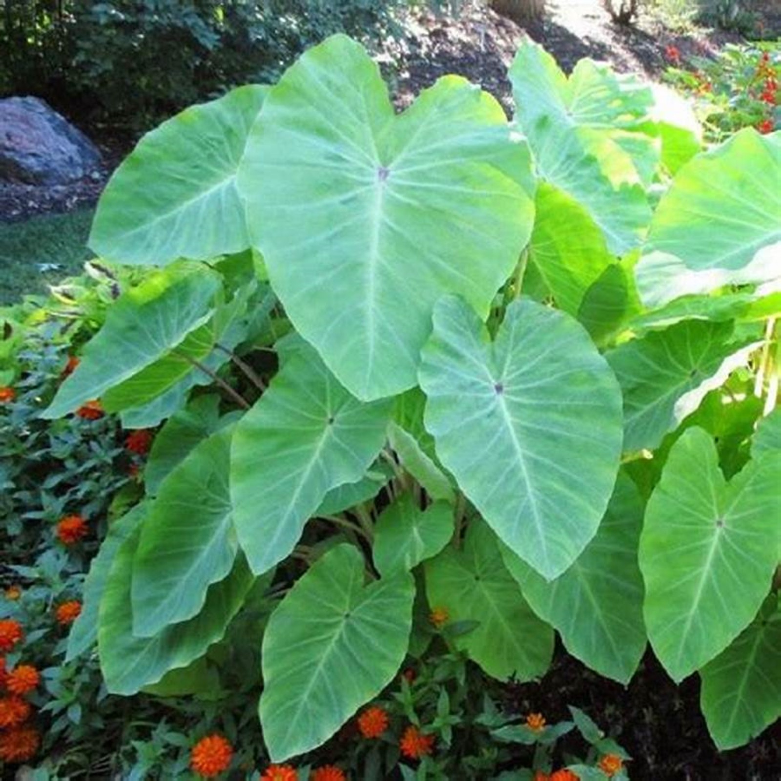 Elephant Ear Plant Bulbs For Sale,Horticulture,Giant Elephant Ear Bulbs