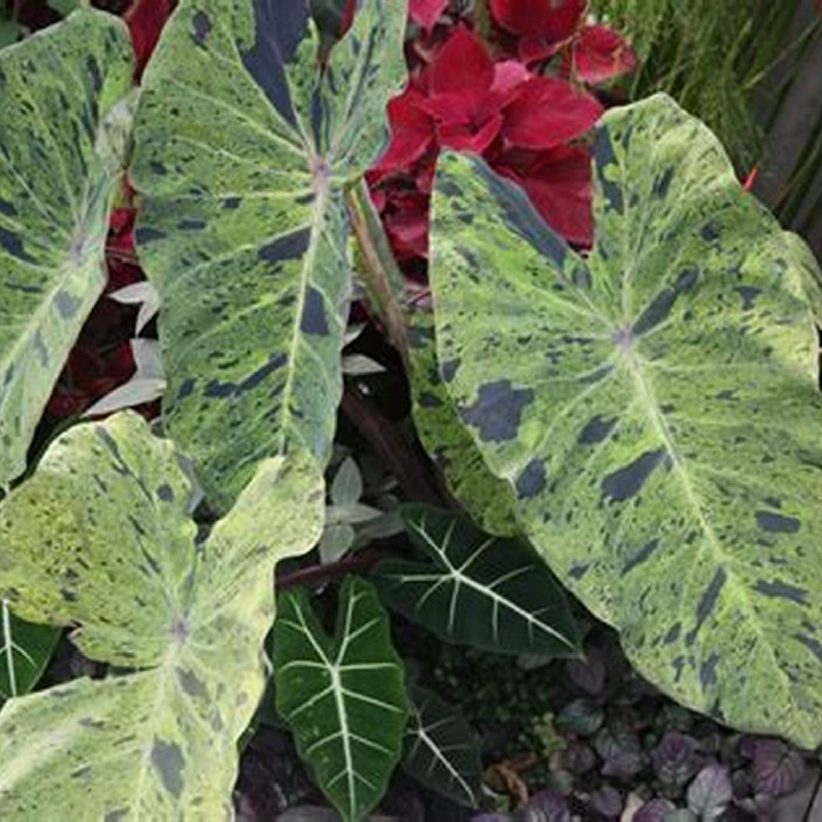 Elephant Ear Plant Bulbs For Sale,Horticulture,Giant Elephant Ear Bulbs