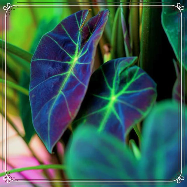 Elephant Ear Plant Bulbs For Sale,Huge,Giant Elephant Ear Bulbs