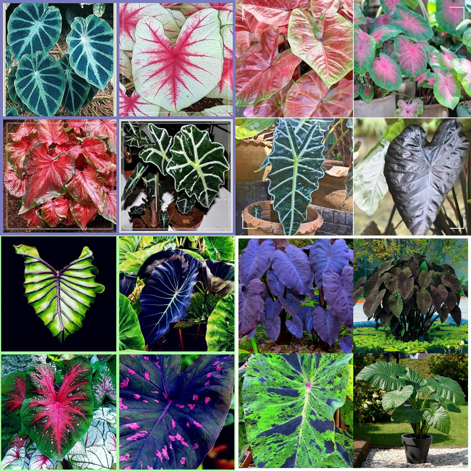 Elephant Ear Plant Bulbs For Sale,Huge,Giant Elephant Ear Bulbs