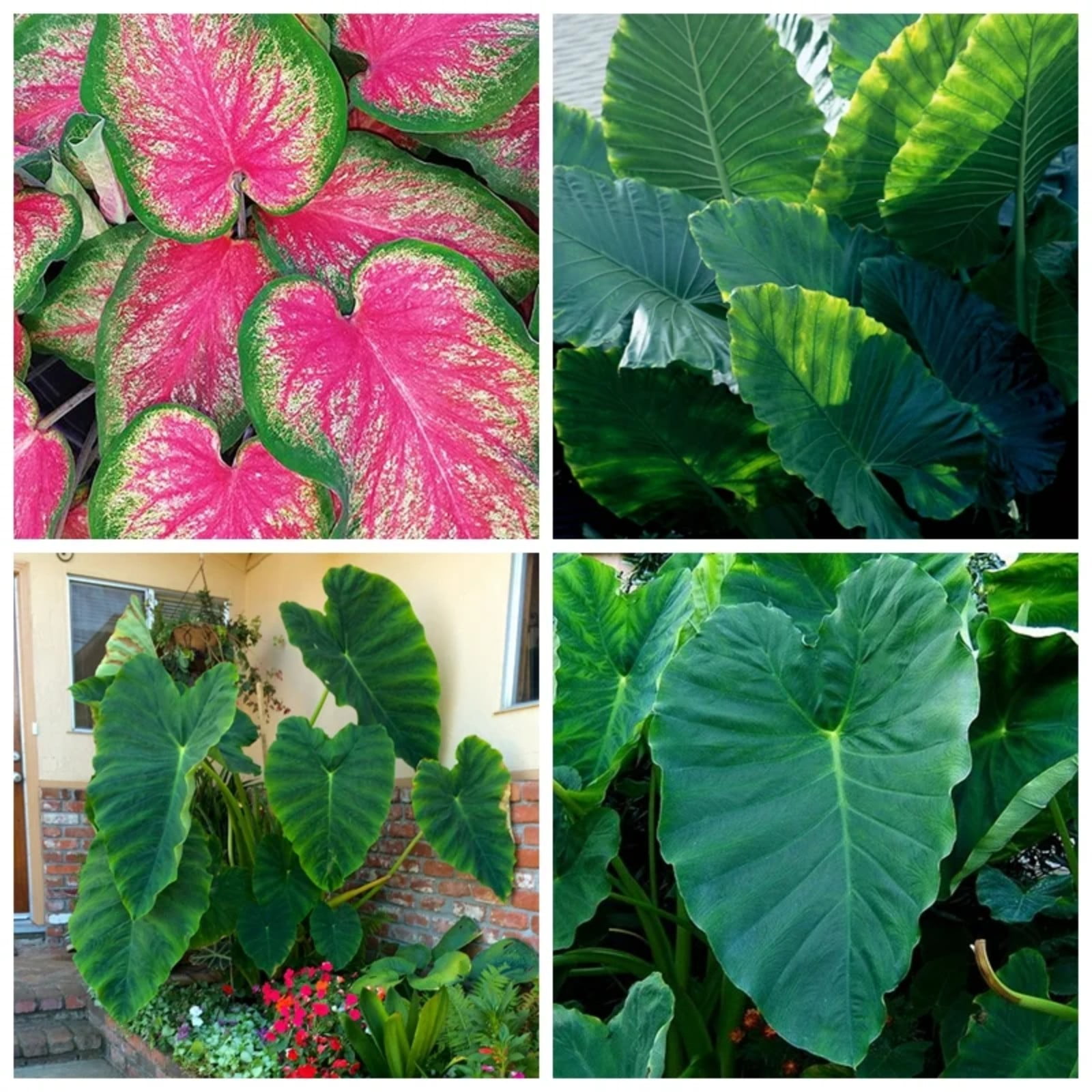 Elephant Ear Plant Bulbs For Sale Professional Planting Classic