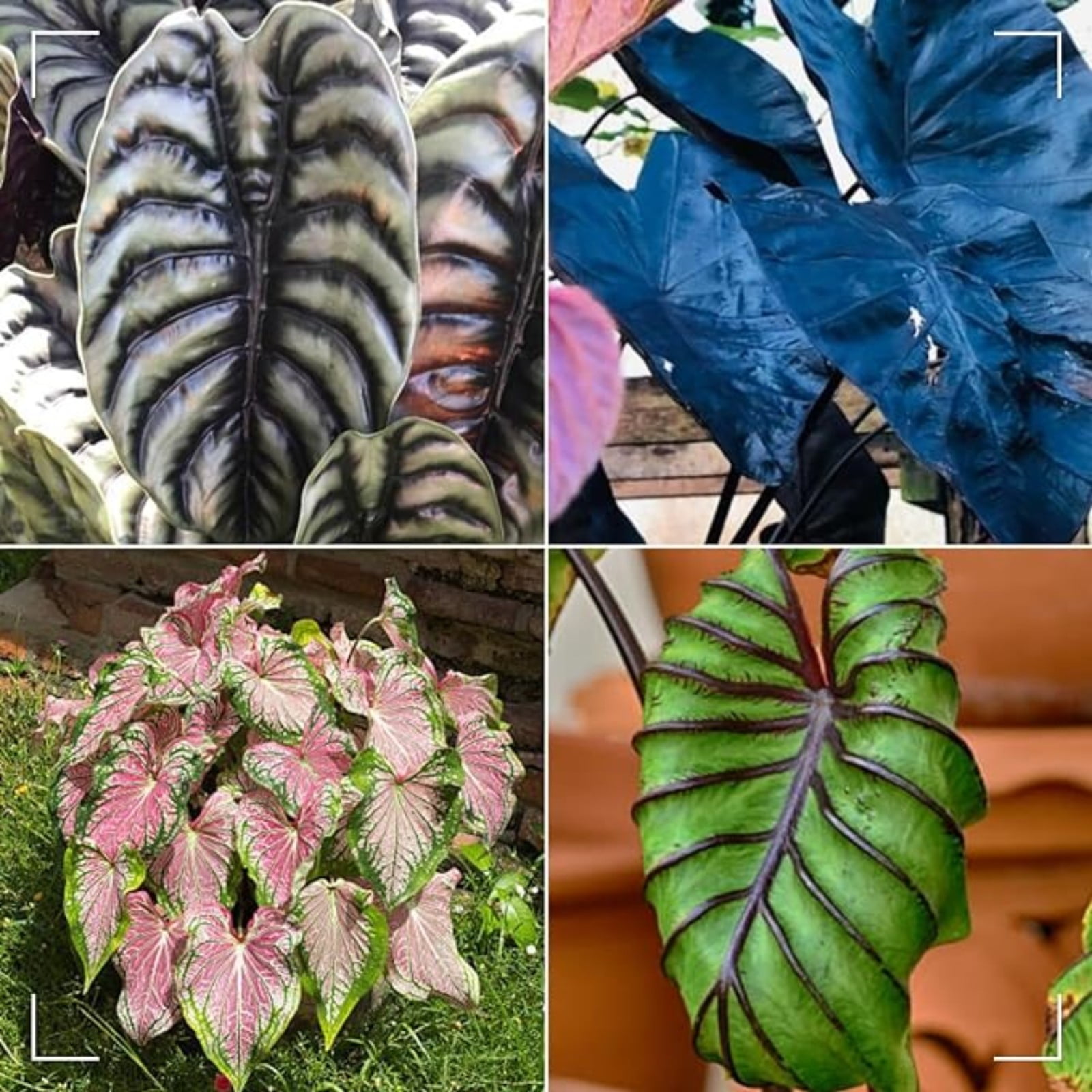 Elephant Ear Plant Bulbs For Sale,Professional Burkina Faso | Ubuy