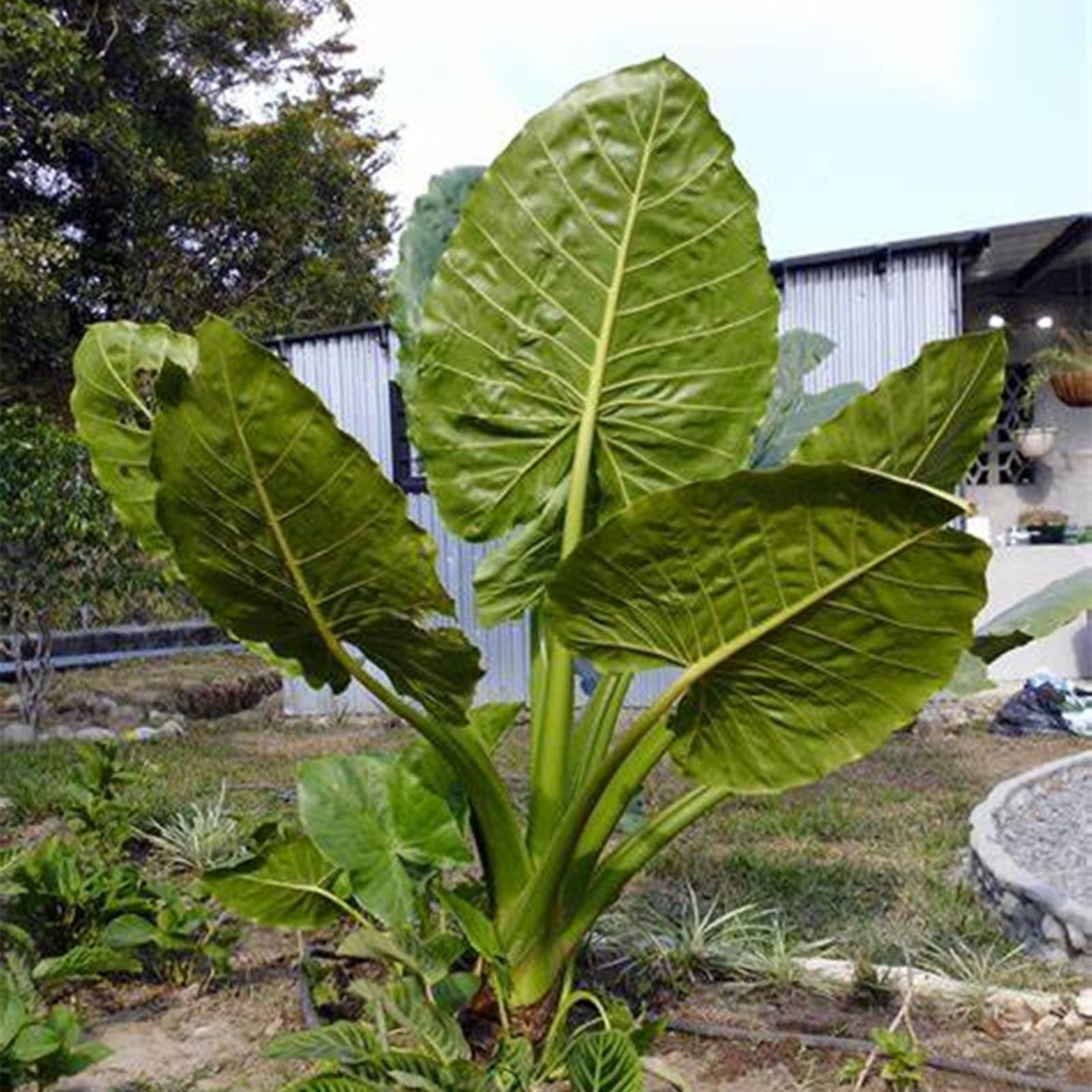Elephant Ear Plant Bulbs,Gardening Treasures,Alocasia Bulbs,Giant Taro