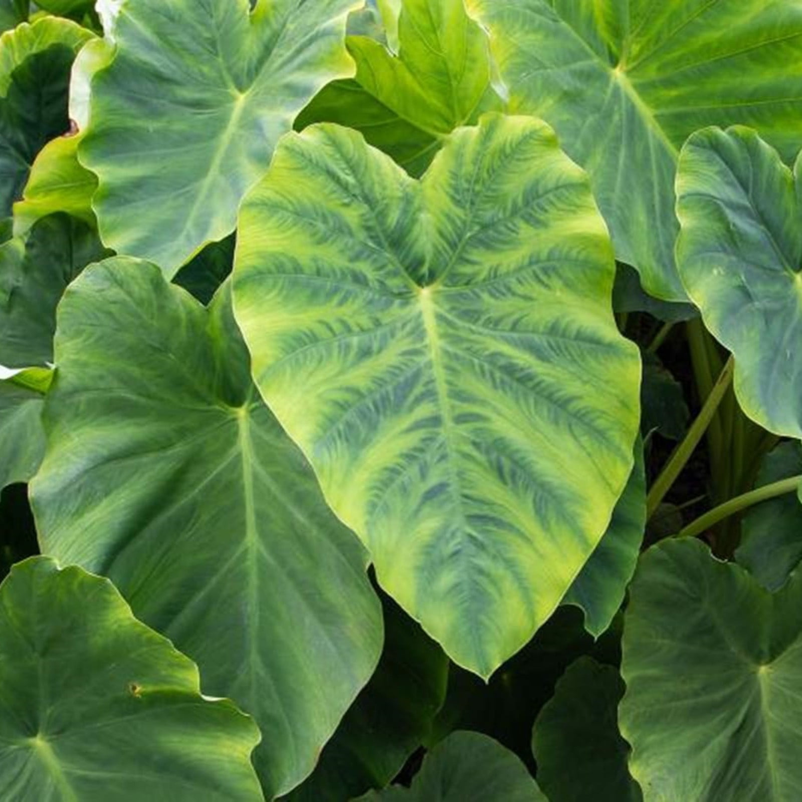 Elephant Ear Plant Bulbs,Gardening Treasures,Alocasia Bulbs,Giant Taro