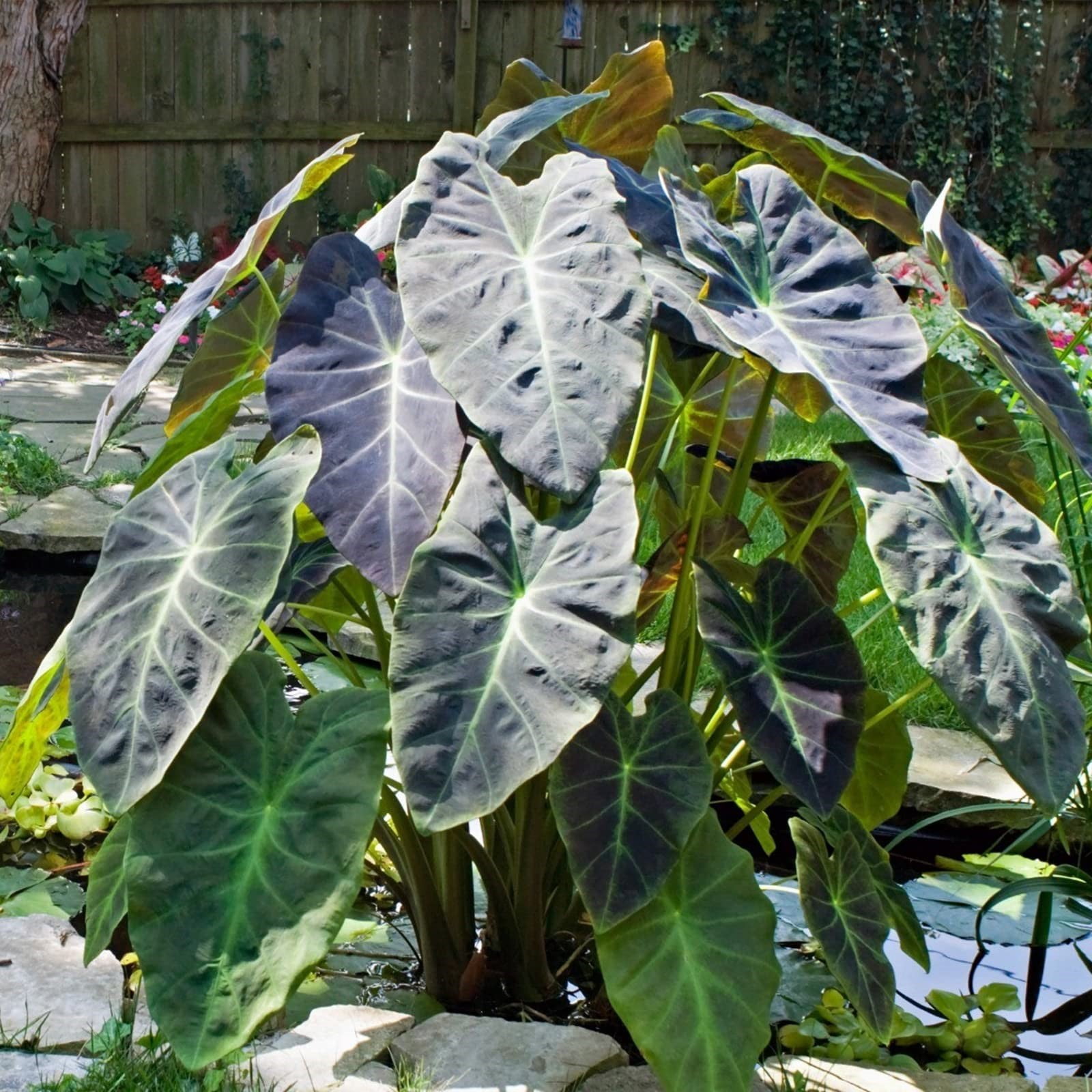 Elephant Ear Plant Bulbs,Gardening Treasures,Alocasia Bulbs,Giant Taro