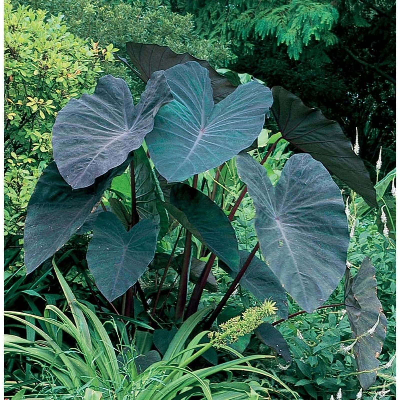 Elephant Ear Plant Bulbs,Gardening Treasures,Alocasia Bulbs,Giant Taro