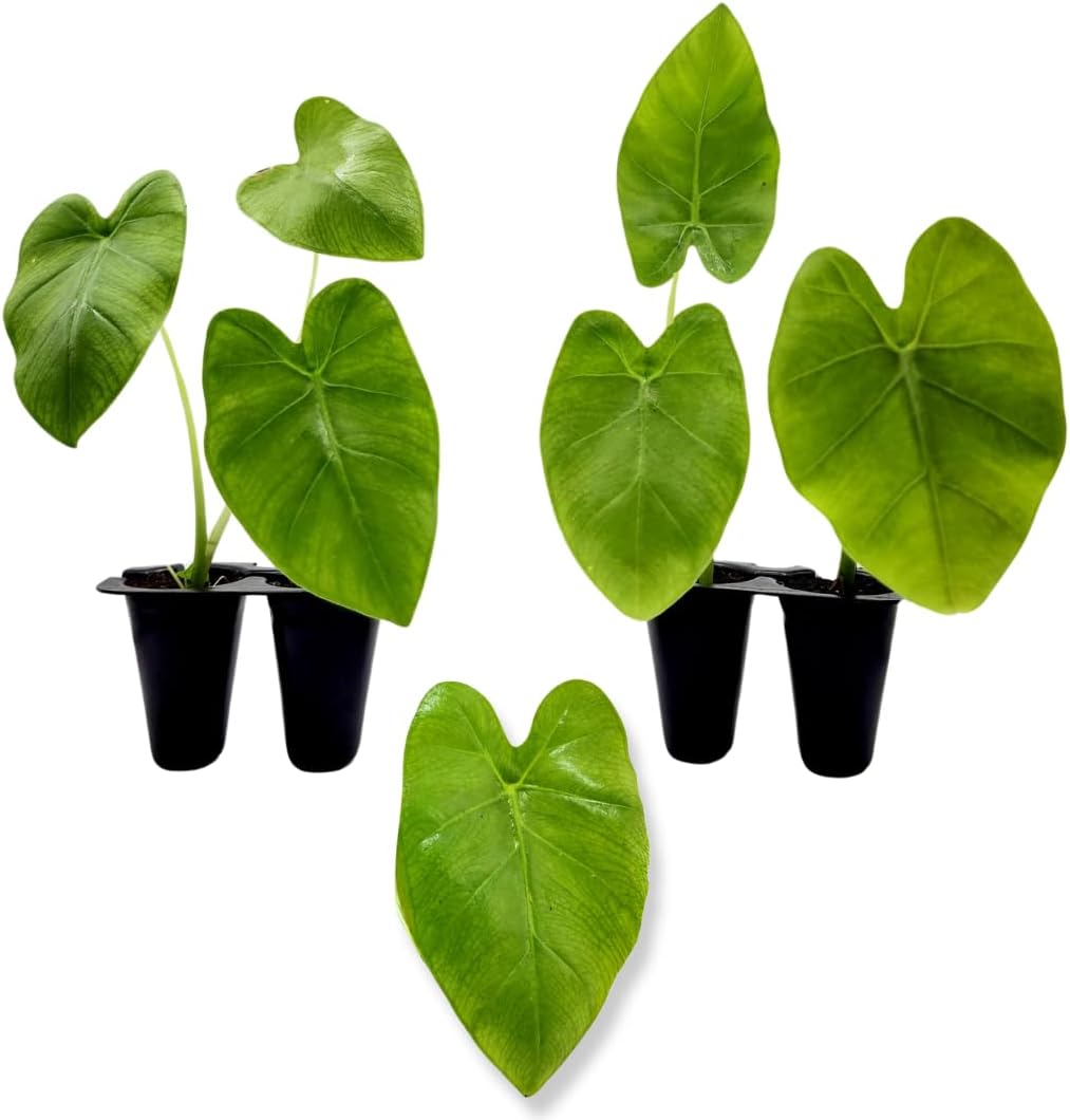 Elephant Ear Plants Esculenta Gigantea Thailand Giant (4Pack) Easy