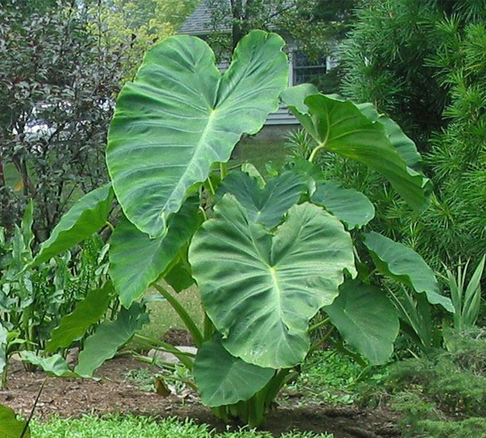Elephant Ear Bulb, Elephant Ear Bulbs Giant,Elephant Ears Bulbs For