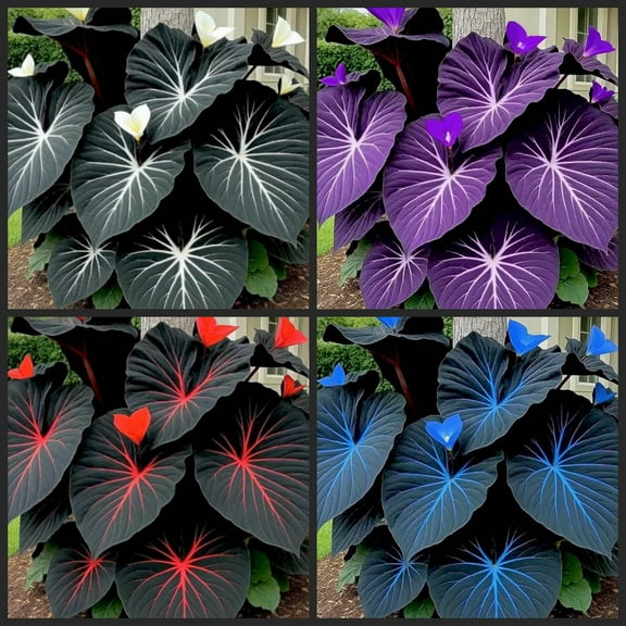 Elephant Ear For Sale- Grow Simple -Iridescent-Elephant Ear Potting Mix- Surprise Pots to Grow-Professional Indoor Or Outdoor-Gardening-Landscaping Environment,